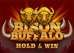 Bison vs Buffalo